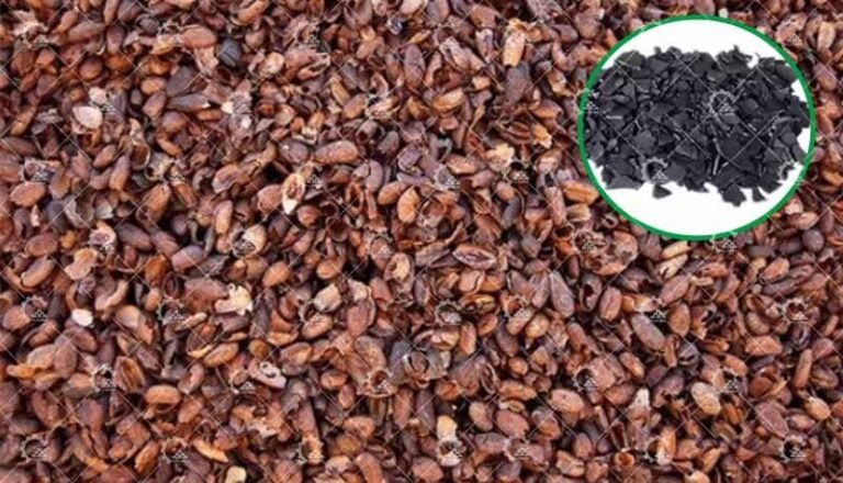 Coffee Bean Shell