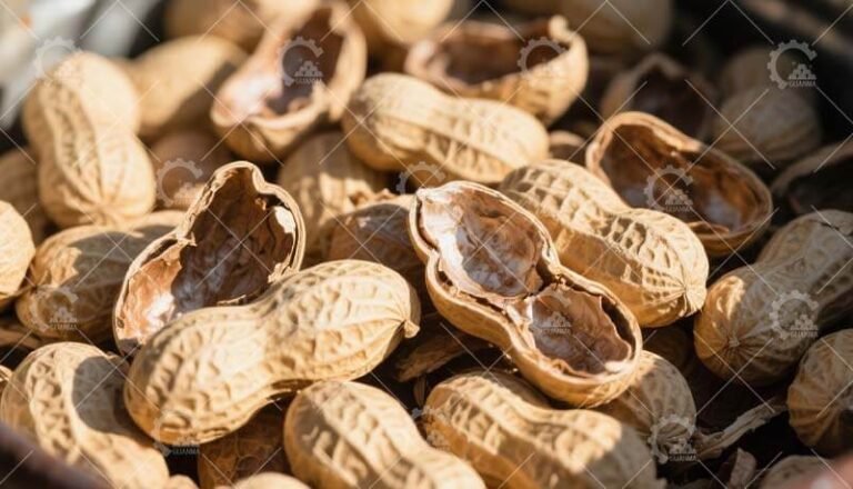 Peanut Shells