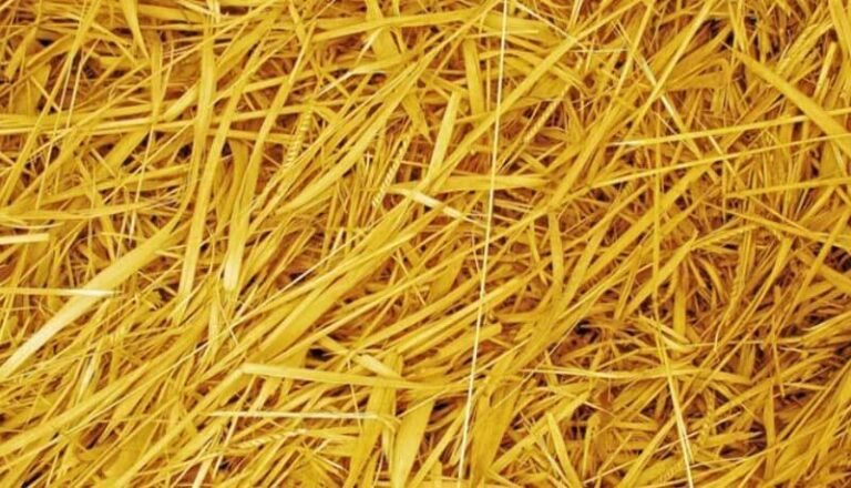 Rice Straw
