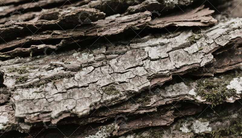 Tree Bark