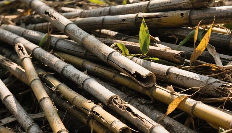 Waste Bamboo